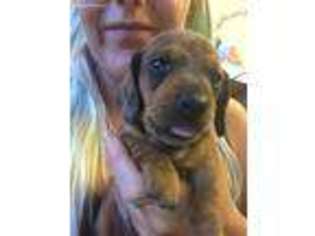 Dachshund Puppy for sale in Longmont, CO, USA