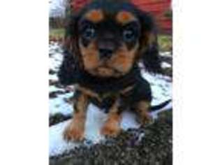 Cavalier King Charles Spaniel Puppy for sale in Asheville, NC, USA