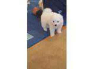 American Eskimo Dog Puppy for sale in Auburn, CA, USA