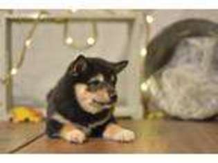 Shiba Inu Puppy for sale in Clinton, MO, USA