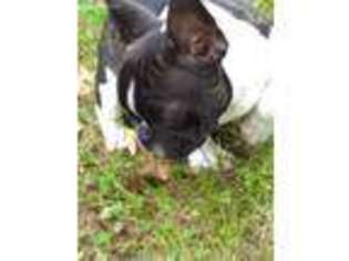 French Bulldog Puppy for sale in Etowah, TN, USA