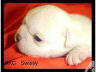 Pug Puppy for sale in VAN BUREN, AR, USA