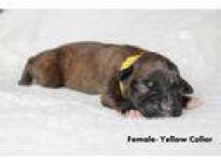 Boxer Puppy for sale in Freeland, WA, USA
