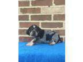 Bluetick Coonhound Puppy for sale in Johnstown, OH, USA