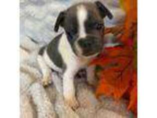 French Bulldog Puppy for sale in Salado, TX, USA