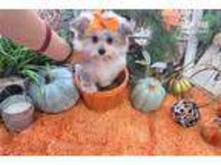 Maltipom Puppy for sale in Fort Lauderdale, FL, USA