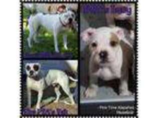Alapaha Blue Blood Bulldog Puppy for sale in Wichita, KS, USA