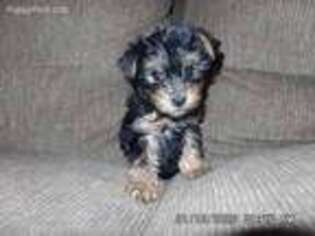 Yorkshire Terrier Puppy for sale in Mc Clure, PA, USA
