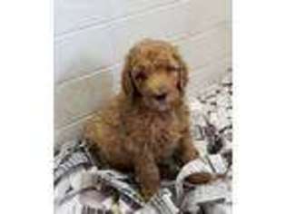 Goldendoodle Puppy for sale in Whitesboro, TX, USA