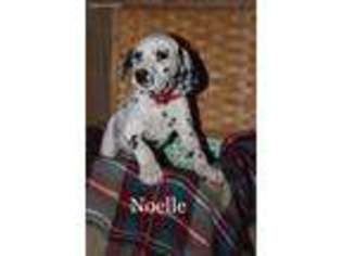 Dalmatian Puppy for sale in Apple Creek, OH, USA