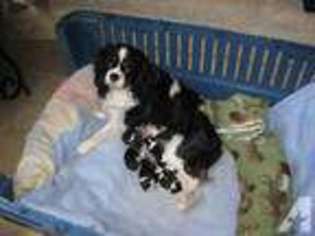 Cavalier King Charles Spaniel Puppy for sale in SCOTTSVILLE, KY, USA