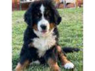 Bernese Mountain Dog Puppy for sale in Galt, CA, USA
