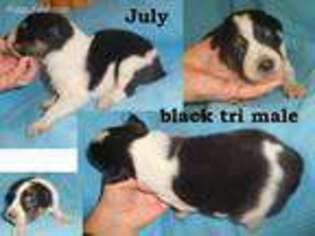 Border Collie Puppy for sale in Decatur, AR, USA