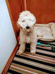 Labradoodle Puppy for sale in Deshler, OH, USA