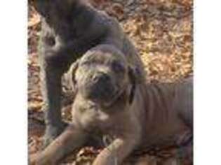 Cane Corso Puppy for sale in Ringgold, GA, USA