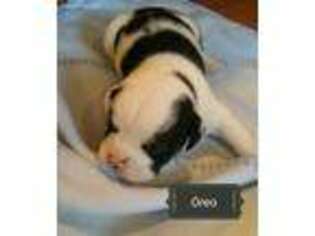 Bulldog Puppy for sale in Spencerville, IN, USA