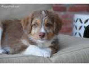 Mutt Puppy for sale in Elgin, OK, USA