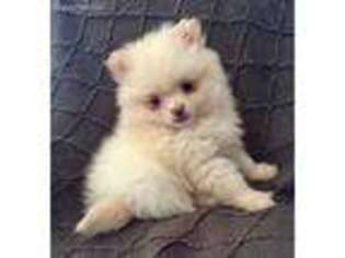 Pomeranian Puppy for sale in Wooster, OH, USA
