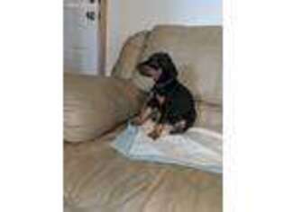 Doberman Pinscher Puppy for sale in Evans, CO, USA