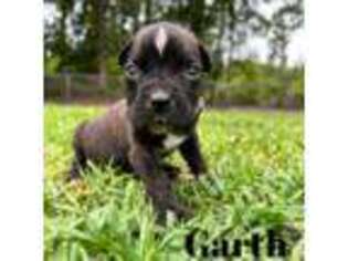 Cane Corso Puppy for sale in Penney Farms, FL, USA