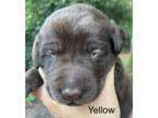Labrador Retriever Puppy for sale in Holly Springs, NC, USA