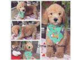 Labradoodle Puppy for sale in Port Richey, FL, USA