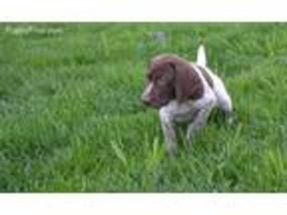 German Shorthaired Pointer Puppy for sale in Valley View, PA, USA