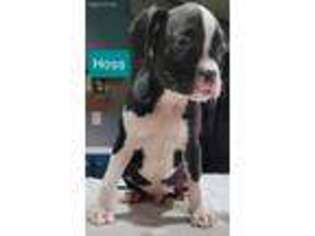 Boxer Puppy for sale in Glen Saint Mary, FL, USA