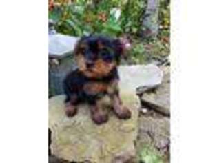Yorkshire Terrier Puppy for sale in Wooster, OH, USA