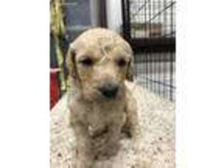 Goldendoodle Puppy for sale in New Bloomfield, MO, USA