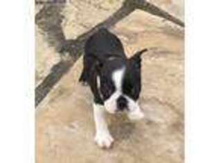 Boston Terrier Puppy for sale in Rocky Comfort, MO, USA