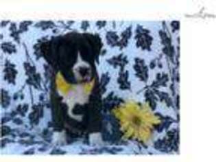 Boxer Puppy for sale in Lancaster, PA, USA