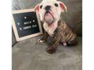 Bulldog Puppy for sale in Kingman, AZ, USA