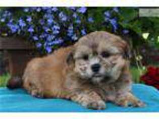 Mal-Shi Puppy for sale in Harrisburg, PA, USA