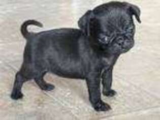 Pug Puppy for sale in Loysville, PA, USA