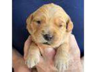Golden Retriever Puppy for sale in Saint Paul, MN, USA