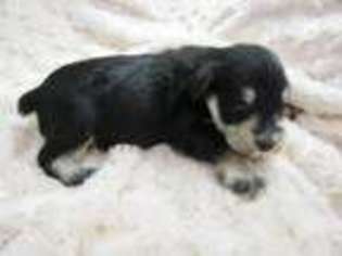 Mutt Puppy for sale in Pilot Point, TX, USA
