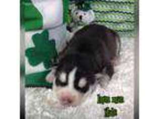 Siberian Husky Puppy for sale in Harrah, OK, USA