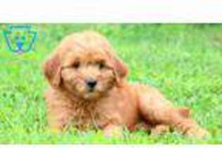 Goldendoodle Puppy for sale in Strasburg, PA, USA