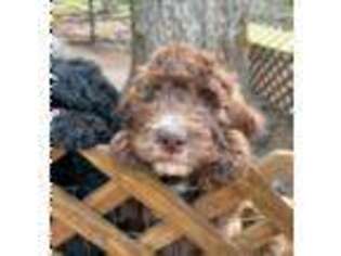 Goldendoodle Puppy for sale in Highlands, NC, USA