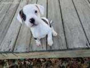 American Bulldog Puppy for sale in Ashland, OH, USA