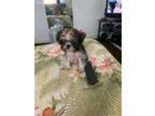 Shih-Poo Puppy for sale in Deerfield Beach, FL, USA