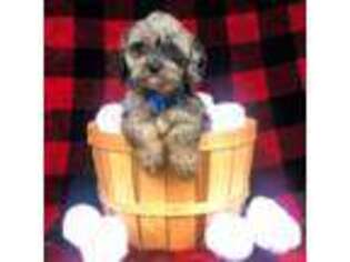 Cavapoo Puppy for sale in Crawford, MS, USA