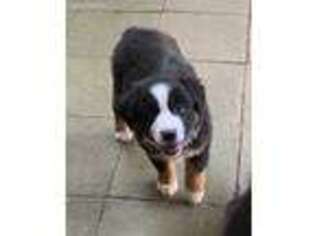 Australian Shepherd Puppy for sale in Pearl River, NY, USA
