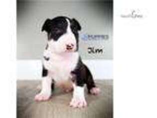 Bull Terrier Puppy for sale in Chico, CA, USA