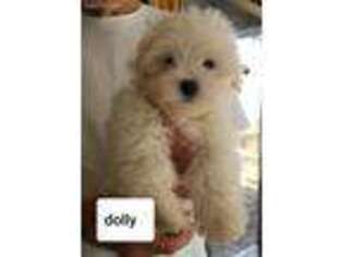 Maltese Puppy for sale in Fulton, MO, USA