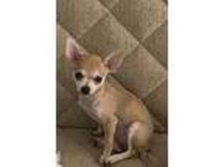 Chihuahua Puppy for sale in Linden, NJ, USA