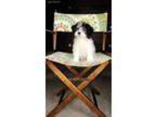 Maltese Puppy for sale in Temecula, CA, USA