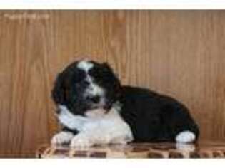 Mutt Puppy for sale in Seymour, IA, USA