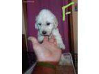 Goldendoodle Puppy for sale in Golden Valley, AZ, USA